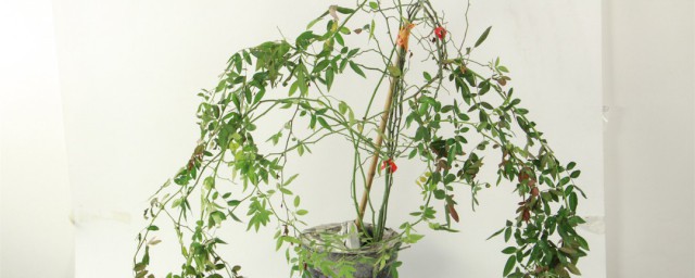 红木香种植技巧和注意事项 红木香的养殖技巧