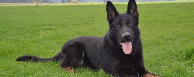 东德犬的养殖技巧和注意事项 东德牧羊犬的饲养技巧及优质标准
