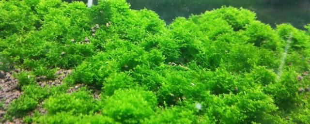 养海草注意事项 怎样养海草?
