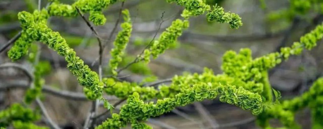 榆钱如何做好吃秘诀 制作榆钱拌豆腐的要领