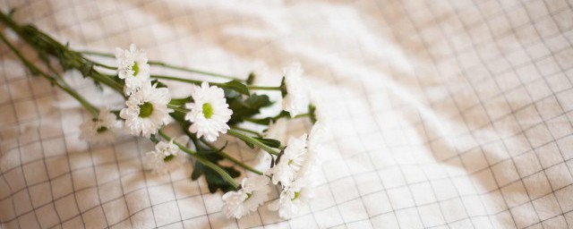 小雏菊怎样保鲜 怎样存放小雏菊