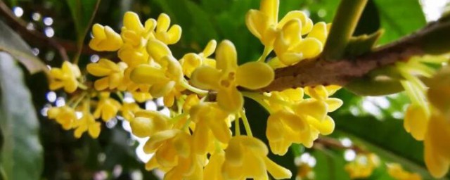 桂花一年开几次花花期是多久 桂花一年开几次花花期是多长时间