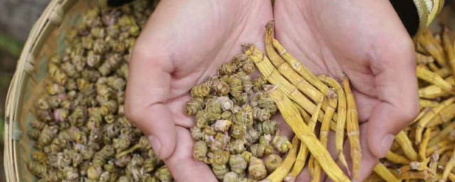 铁皮石斛不适合人群 铁皮石斛的不适合人群