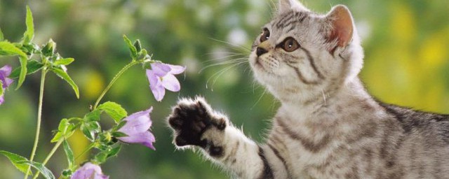 猫一直叫是怎样回事 猫一直叫原因