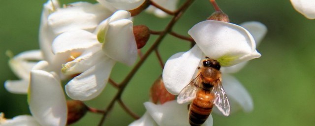 槐花的养殖技巧和技巧 槐花怎样养殖