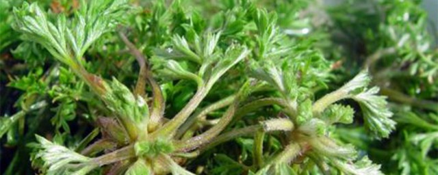 白蒿拌菜怎么做 制作拌白蒿的方式