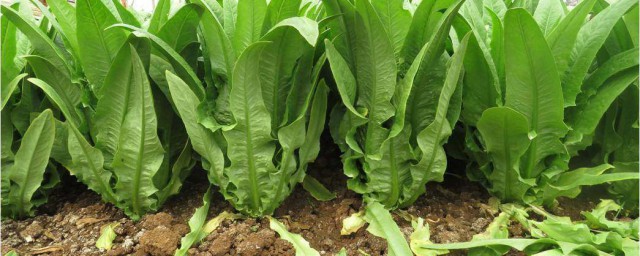 油麦菜种植方法和最佳时间 油麦菜如何种