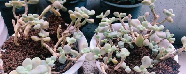 兰花多肉种植技巧和注意事项 兰花多肉怎样种植