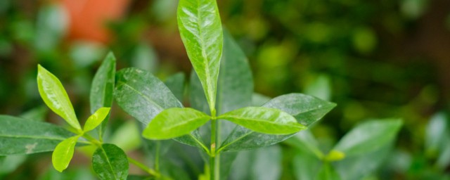 栀子花养殖技巧和注意事项 栀子花适合在什么环境下成长