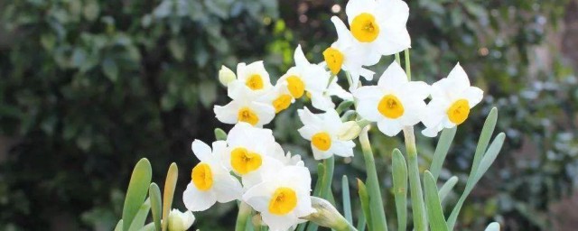 种水仙花要领 种水仙花办法的方式