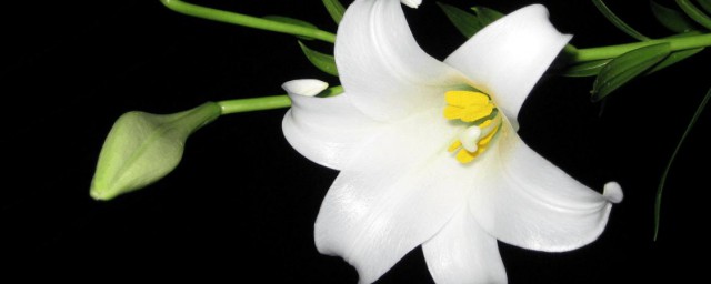百合花的寿命延长小技巧 怎样有效的延长百合花的花期