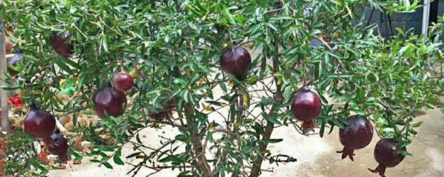 石榴小苗盆景种植技巧 种植石榴需要注意什么