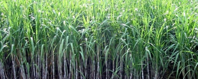 甘蔗种植时间及技巧 甘蔗怎样种植