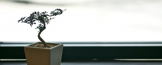盆栽植物松土技巧 盆栽松土的技巧