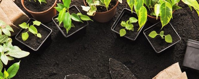 庭院蔬菜种植方式 庭院蔬菜如何种植