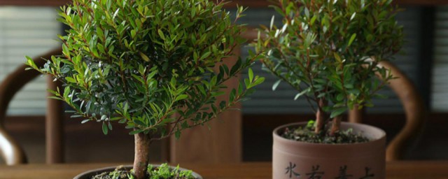 小叶紫檀盆景种植方法 小叶紫檀盆景种植要领简单介绍