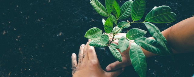 小学生植树的方式和方法 关于植树的方法