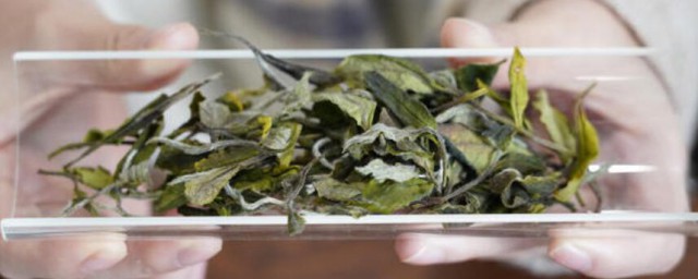 福鼎白茶的保存办法 福鼎白茶怎么保存