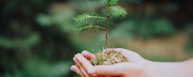 有什么妙招去种活树苗 怎样种植树苗让其快速生根成活?