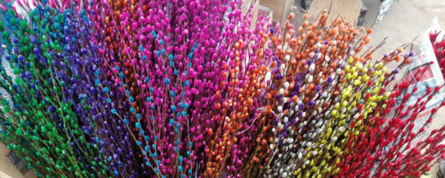 银柳干花怎么养 银柳干花如何养