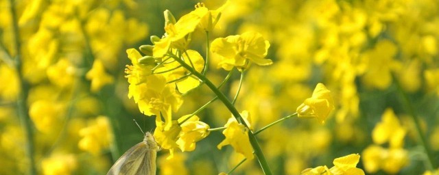关于油菜花的诗句 关于油菜花的诗句有哪些