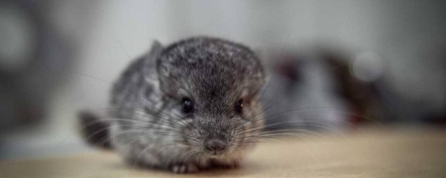 宠物龙猫是猫吗 龙猫的简介