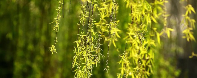 种植柳树的办法 怎么种植柳树