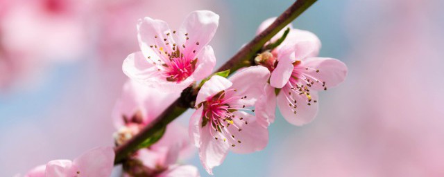 桃花作文300字三年级 桃花的唯美句子