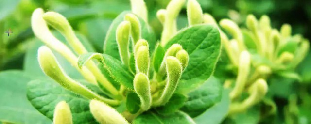 金银花藤育苗怎样做 金银花藤育苗技巧简介