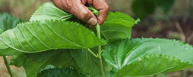 5月份鲜桑叶的食用方法 鲜桑叶汤的制作要领