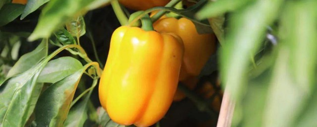 彩椒种植妙招 彩椒种植妙招简单介绍