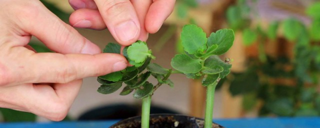 种植花的技巧 怎样种植花