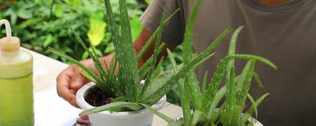 室外养芦荟的精确技巧 室外怎样养芦荟