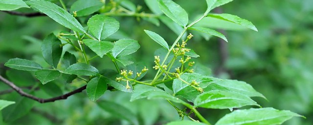 春季花椒嫁接技巧 春季花椒怎样嫁接