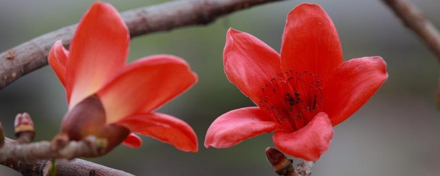 木棉花一年开几次花 木棉花的介绍