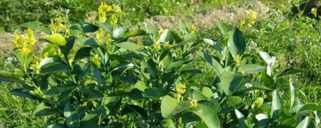 植物生长平衡液是什么东西 植物生长平衡液是啥