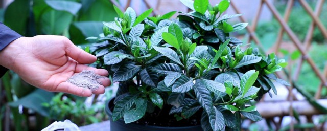 栀子花换盆时间和技巧 栀子花怎样换盆
