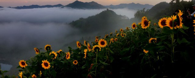 为什么向日葵是朝着太阳开花 什么原因向日葵是朝着太阳开花