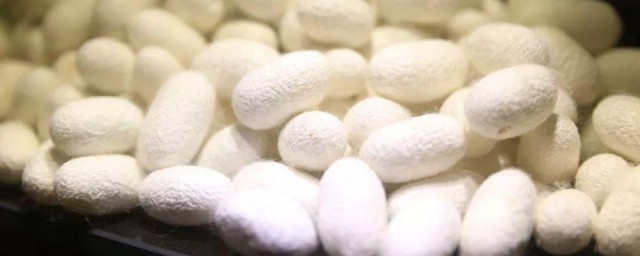 蚕茧保存要领 怎么保存蚕茧