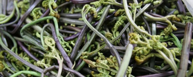 蕨菜的精确保存技巧 新鲜的蕨菜可以保存吗