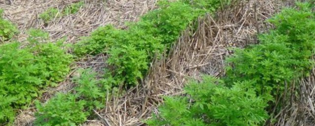 荆芥的种植要领及种植时间 荆芥需要施什么肥