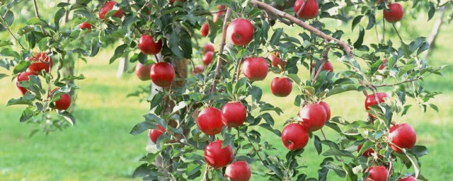 苹果树花期施肥技巧 苹果树什么时候施肥