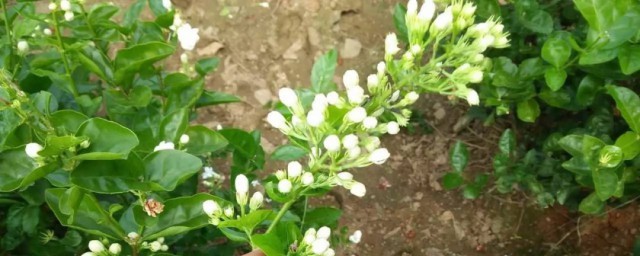 茉莉花树种植小妙招 茉莉花树种植有什么方式