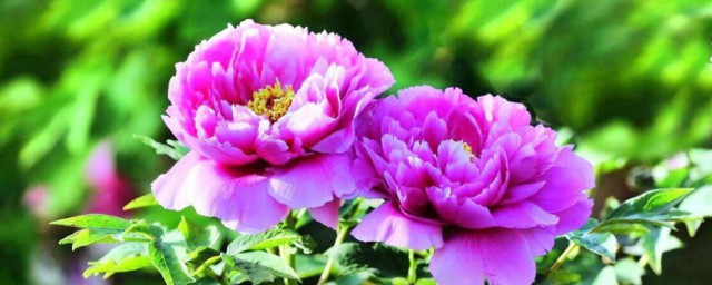 洛阳牡丹节2021什么时候开放 洛阳牡丹节谁是主办方