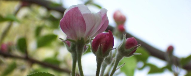 延迟苹果开花时间的要领 如何延迟苹果开花时间