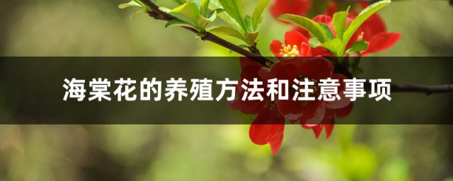 皇家雨点海棠花的养殖技巧 养海棠的注意事项是什么