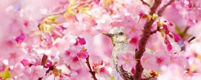 冬樱花的花语和象征 冬樱花的花语和象征什么