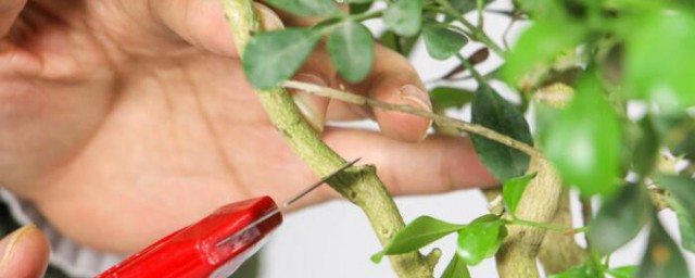 米兰花春天的养护和管理 米兰花春天怎样养护和管理