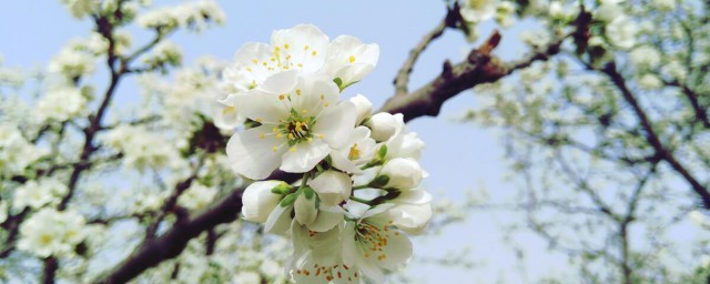 李子开花的寓意 李子花的介绍