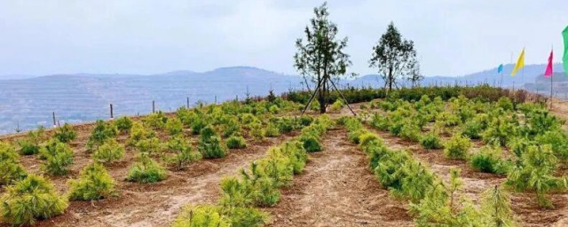 南方沙性土壤种植什么果树 南方沙性土壤种植哪些果树